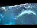 Sea Otters At The Detroit Zoo