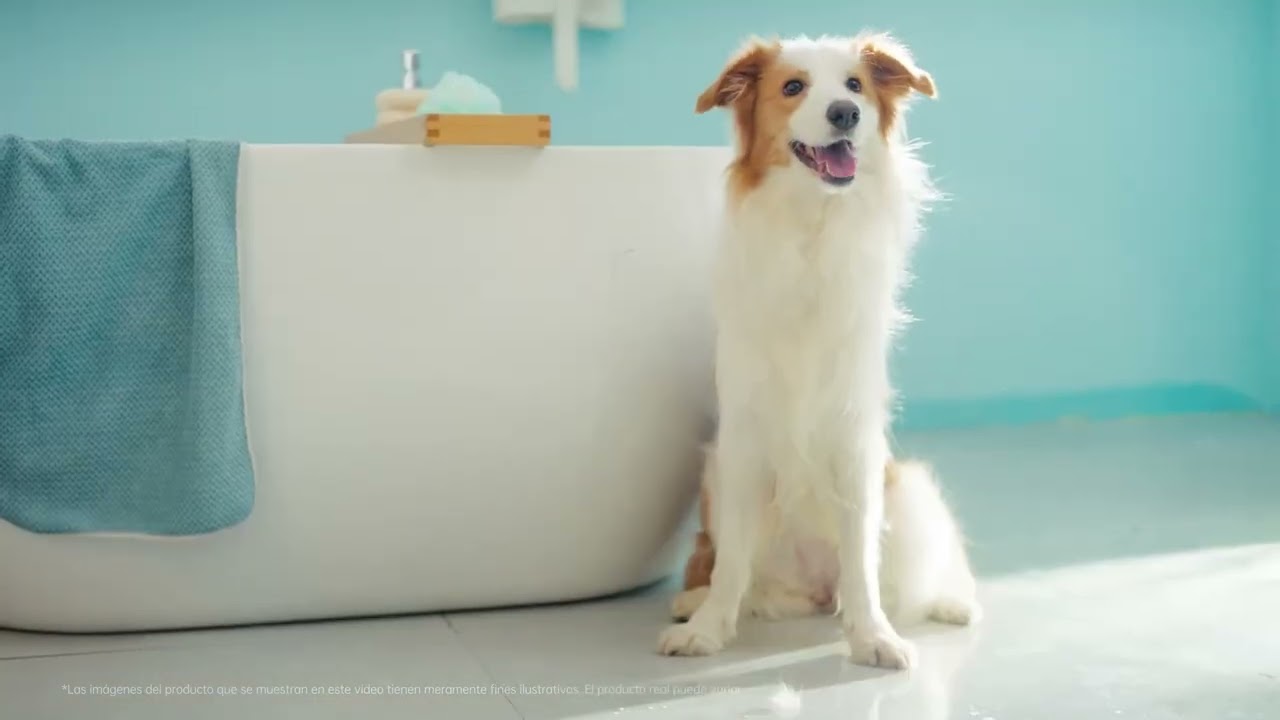 Бездротовий мийний пилосос Wet&Dry Vacuum Cleaner Mova K10 Pro video preview