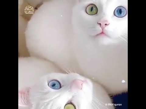 🍂Cats😻 || Beautiful eyes😍 || Allah ki kudrat or uska qarishma ||