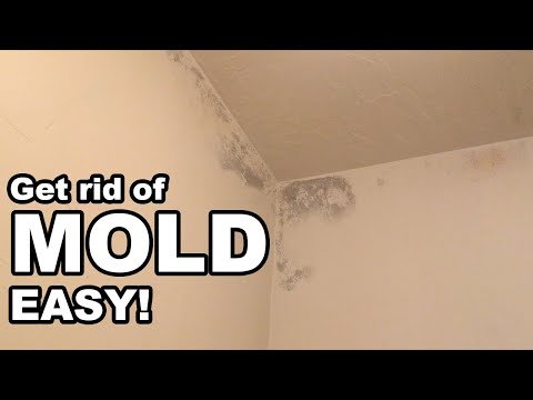 How to Get Rid of Mold in the Bathroom Easy
