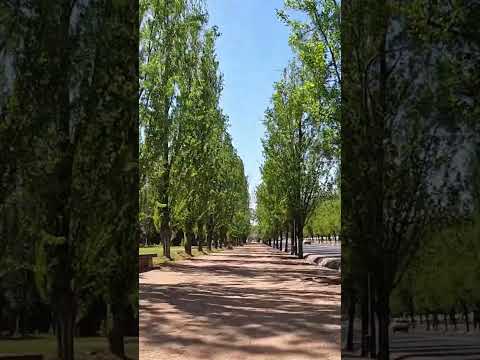 Av. Libertador, Parque General San Martín #mendoza #argentina #travel #shorts