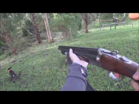 Driven Fox Hunt with Chiappa Triple Crown 20G and Dachshunds Victoria 21/06/2020