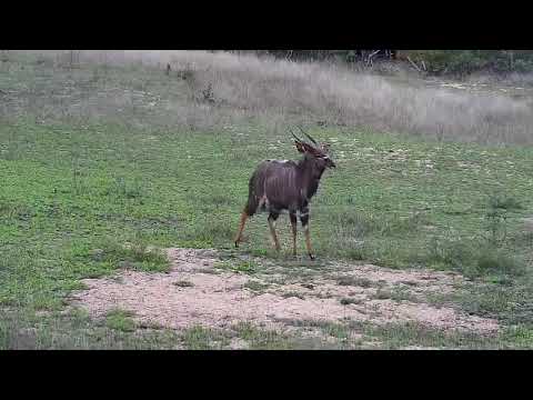 Djuma: Nyala bulls - 10/07/20