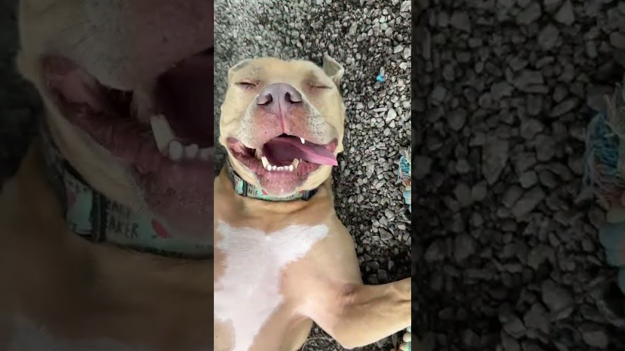 Enlarge Martian, a Adoptable mixed breed in Newport, NC video 6/6