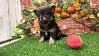 ハーフ犬の動画01