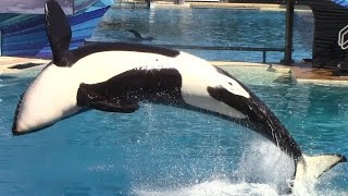 Orkid's Pec-Up Bows and Nakai's Pod Swim