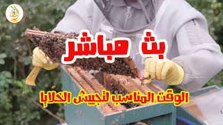 بث مباشر ( الوقت المناسب لتجييش النحل )