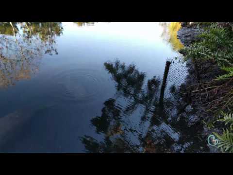 Manatees of 01.15.17