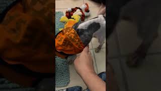 Sweet Dreams from our Newest Rescue baby Brock ๐ Sweet Dreams from our Newest Rescue baby Brock ๐