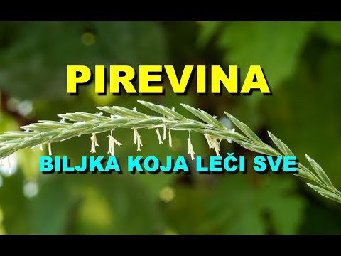 PIREVINA - BILJKA KOJA LEČI SVE