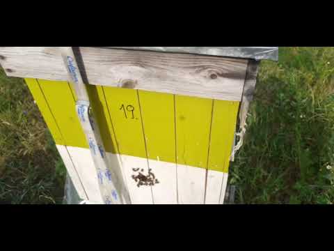 Sposób na rozladowanie nastroju rojowego zapozyczony od pana Tomasza Kasiaka