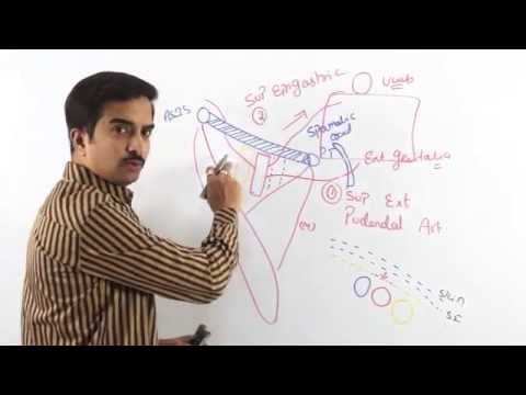 Anatomy Front of the thigh - Part 2   ( Dr.G.Bhanu Prakash )