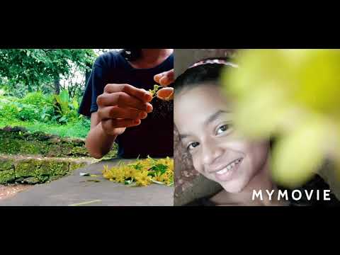 My and swarit photos with small yellow flowers 🌼🌼 # and this shooting is shoot in my village😉