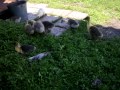 Гуси-хуюси 