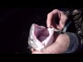 Dolly Varden (Salvelinus malma)