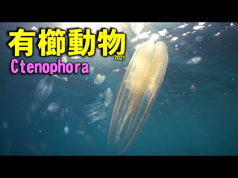 Nuvola アプリ kpercentage.png