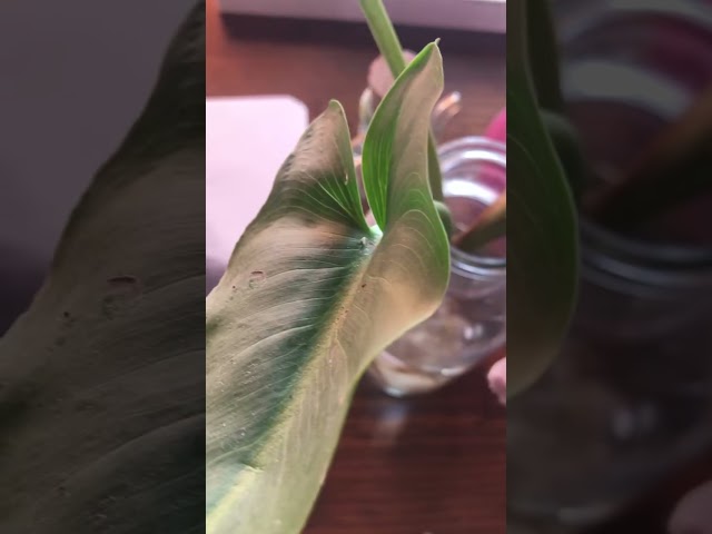 Vídeo relacionado con Manchas y Trazos. El Arte De Fusionar Pintura y dibujo (SIN COLECCION)