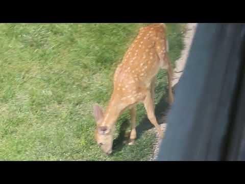 Deer eating bird seed