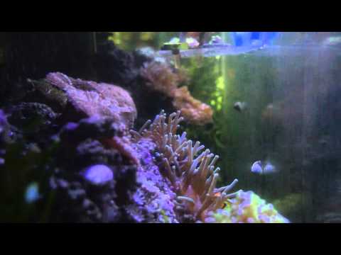 Can you have a reef tank with little filtration?