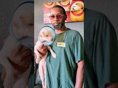Dog rescued from garbage truck finds forever home with driver