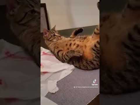 Maro Lytra - Magic Tricks Revealed In A Funny Way! fit and firm