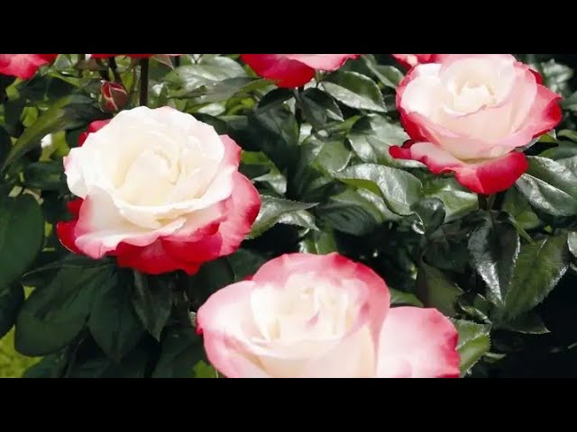 Роза Ностальжи.