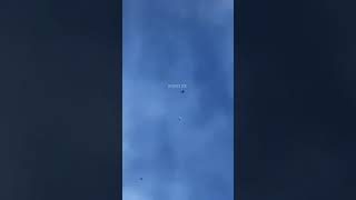 Download lagu Merpati kolong di serang burung alap - alap mp3