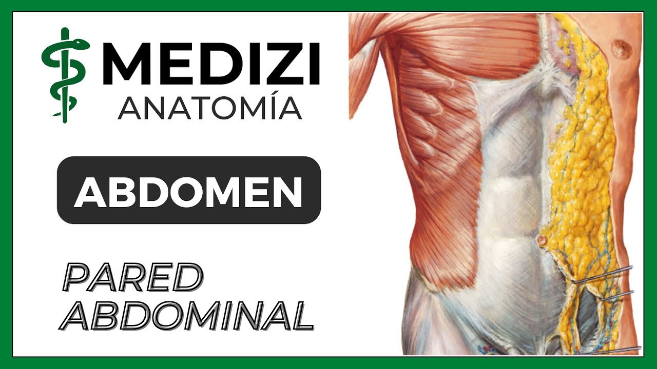 Anatomía del Abdomen - Pared abdominal (MÚSCULOS Y VAINAS)