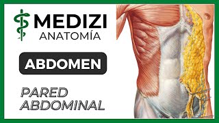 Anatomía del Abdomen - Pared abdominal (MÚSCULOS Y VAINAS)