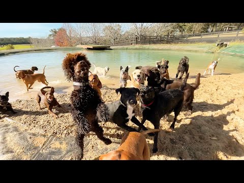Bodhi the Boxer is digging her way to the lure machine
