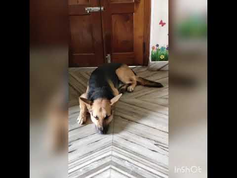 Jaydee the German shepherd with sleepy eyes and watchful ears