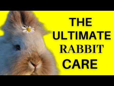 , title : 'Rabbit Care:  A Comprehensive Guide to Keeping Your Bunny Happy and Healthy'