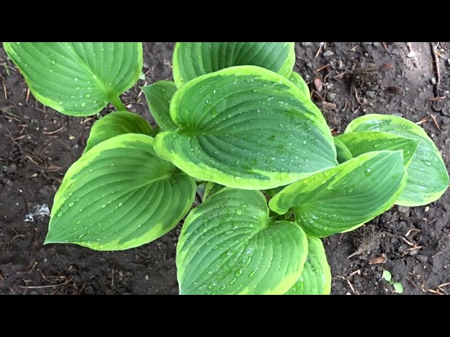 Hosta fortunei 'Aureomarginata'