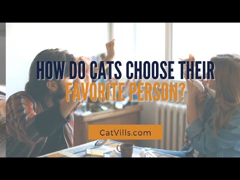 HOW DO CATS CHOOSE THEIR FAVORITE PERSON