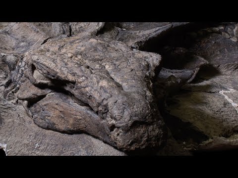 World's best-preserved armoured dinosaur fossil now on display