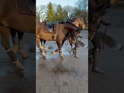 The best sound! 🖤 wie viele Pferde habt ihr? 🐴 #equestrian #horse #shorts