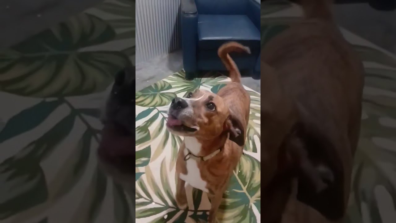 Enlarge Whiskey, a Adoptable Mixed Breed in Point Pleasant, WV video 4/4