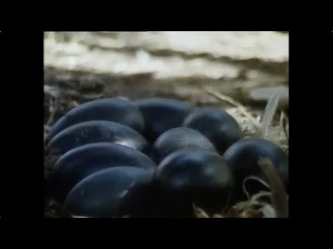 Gwen and Zoey's Adventures of Really Wild Animals (Episode 2; Part 7)