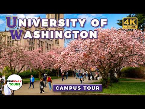 University of Washington Campus Tour 🌸 Cherry Blossoms in The Quad - Seattle, WA