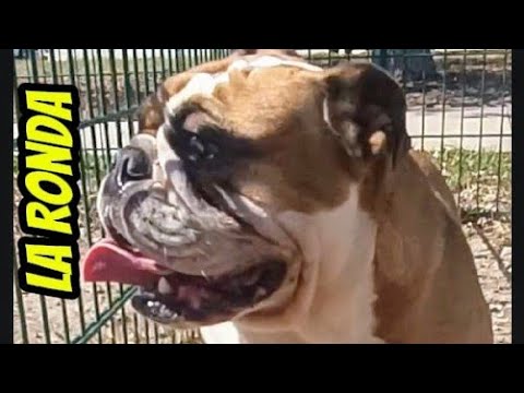 LA RONDA MI  PERRITA BULLDOG INGLES DE PASEO EN EL PARQUE