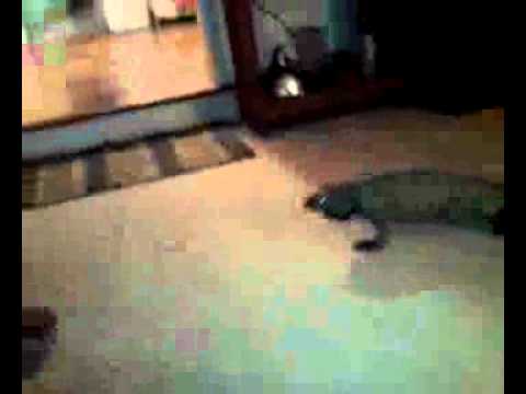 YouTube Video c8X0yOz5zfE