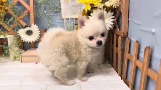 ハーフ犬の動画01