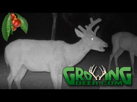 Deer Hunting Strategies: Finding The Limited Resource (#346) @GrowingDeer.tv