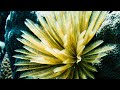 Halmahera Dive Expedition Exploring Indonesia S Untouched Reefs