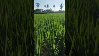 Download lagu mentahan video Quotes || pemandangan sawah mp3