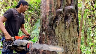 Download lagu Drama Kayu ulin terbelit akar..!! Kayu serat padat berwarna emas...  mp3