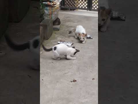 play time #cat #instagram #facebook #status #story #highlights #share #shortvideo #viralvideo