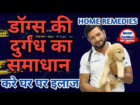 How To Remove Dog Bad Smell | Odour | Problem Causes | Solution | Home Remedies In Hindi