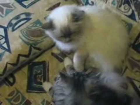 Le Gang de Velours - Chat mailleries