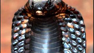 la Voie royale.G.Manset.wmv